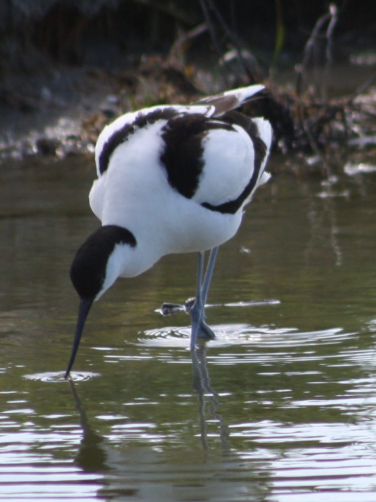 Marquenterre - Avocette