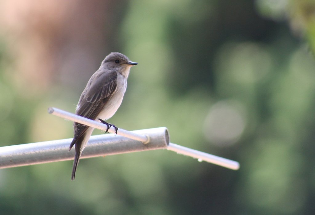 Capraia, Quel est cet oiseau ?