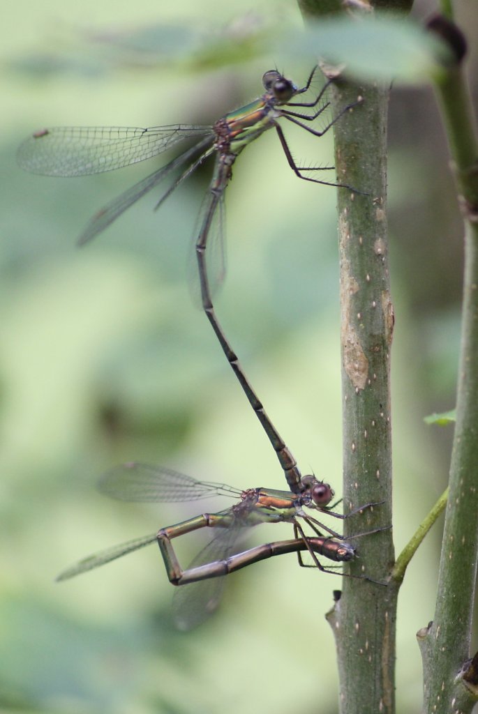 Demoiselles